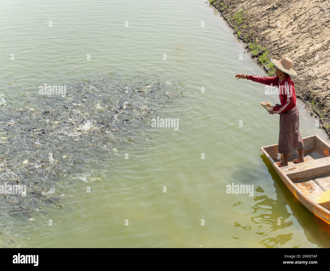Fütterung von Fischen in einer Fischfarm im Irrawaddy-Delta in Myanmar. Stockfoto