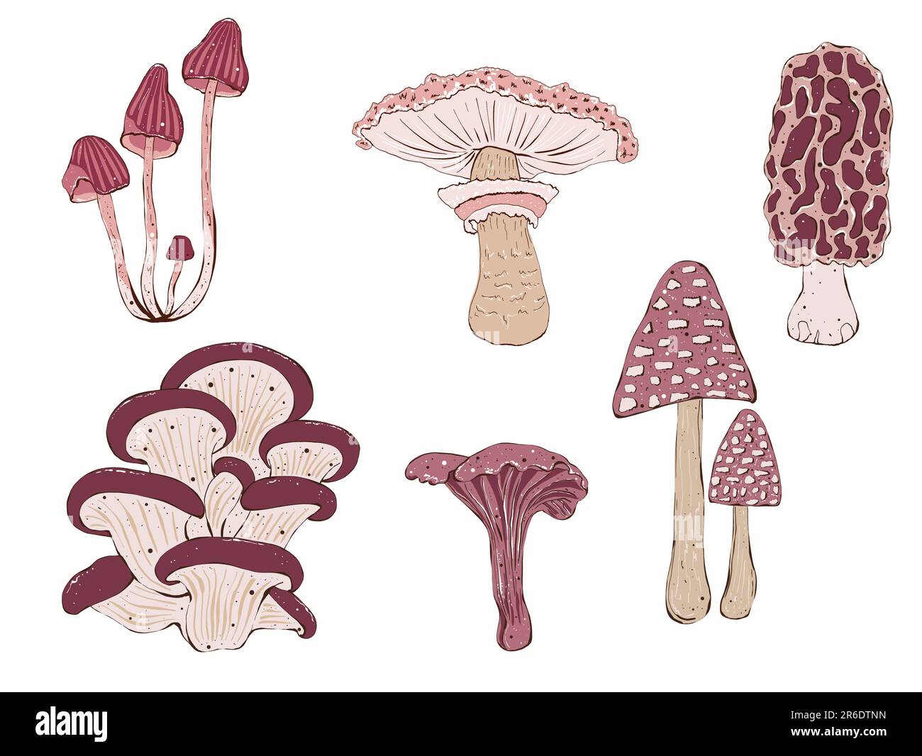 Abbildungen von Pilzen. Handgezeichnete Illustration im Cartoon-Stil, isoliert auf Weiß Stockfoto