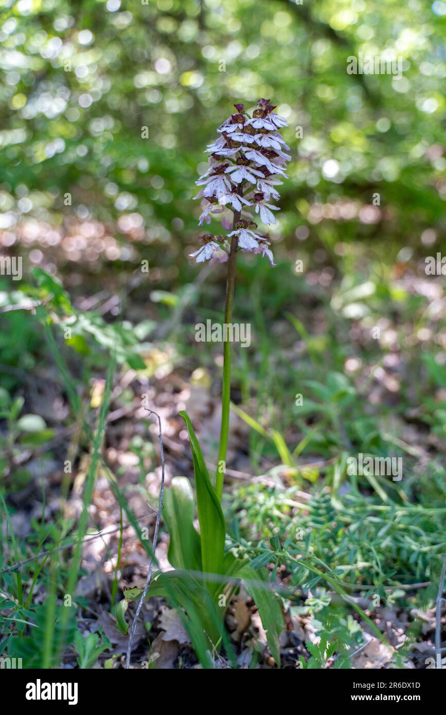 Krim-Orchidee Yatryschnik. Orchidee Baltische iberika-Wildblume. Hochwertiges Foto. Stockfoto