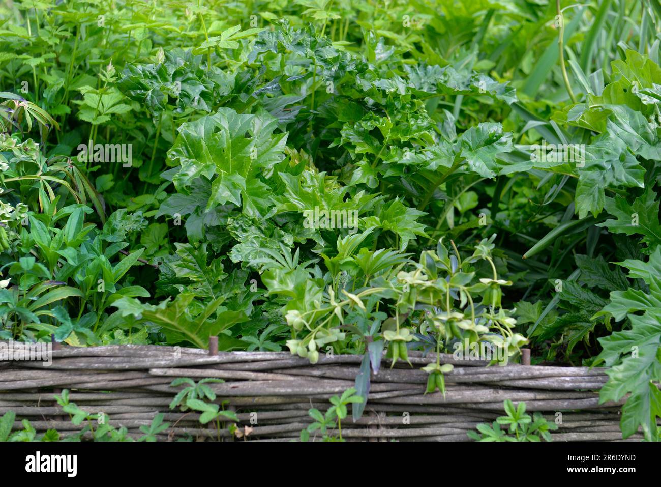 Mischung aus grünen Pflanzen mit großen Blättern hinter einem kleinen Weidenzaun Stockfoto