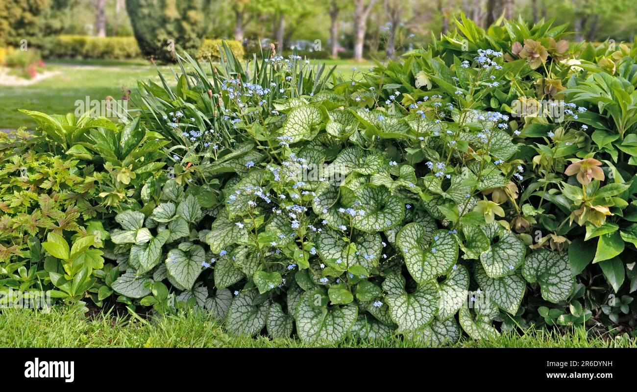 Mischung aus grünen Pflanzen mit großen Blättern und Hosta, die im Frühling in einem Garten blühen Stockfoto