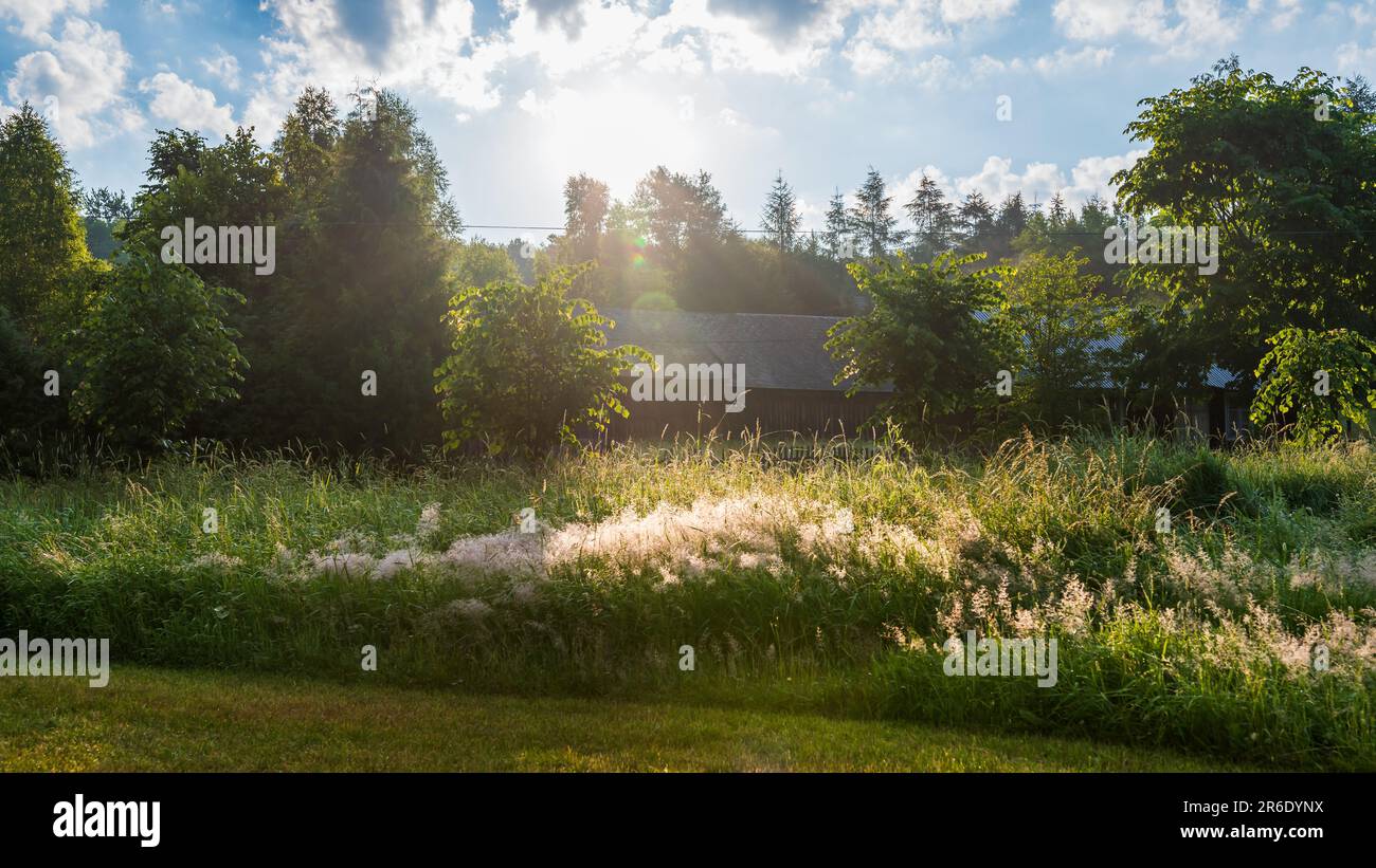 Wunderschöne grüne ländliche Landschaft. Alte Holzscheune im Hintergrund. Mit Tau bedeckte Pflanzen. Sonnenstrahlen durchbrechen den Wald. Stockfoto