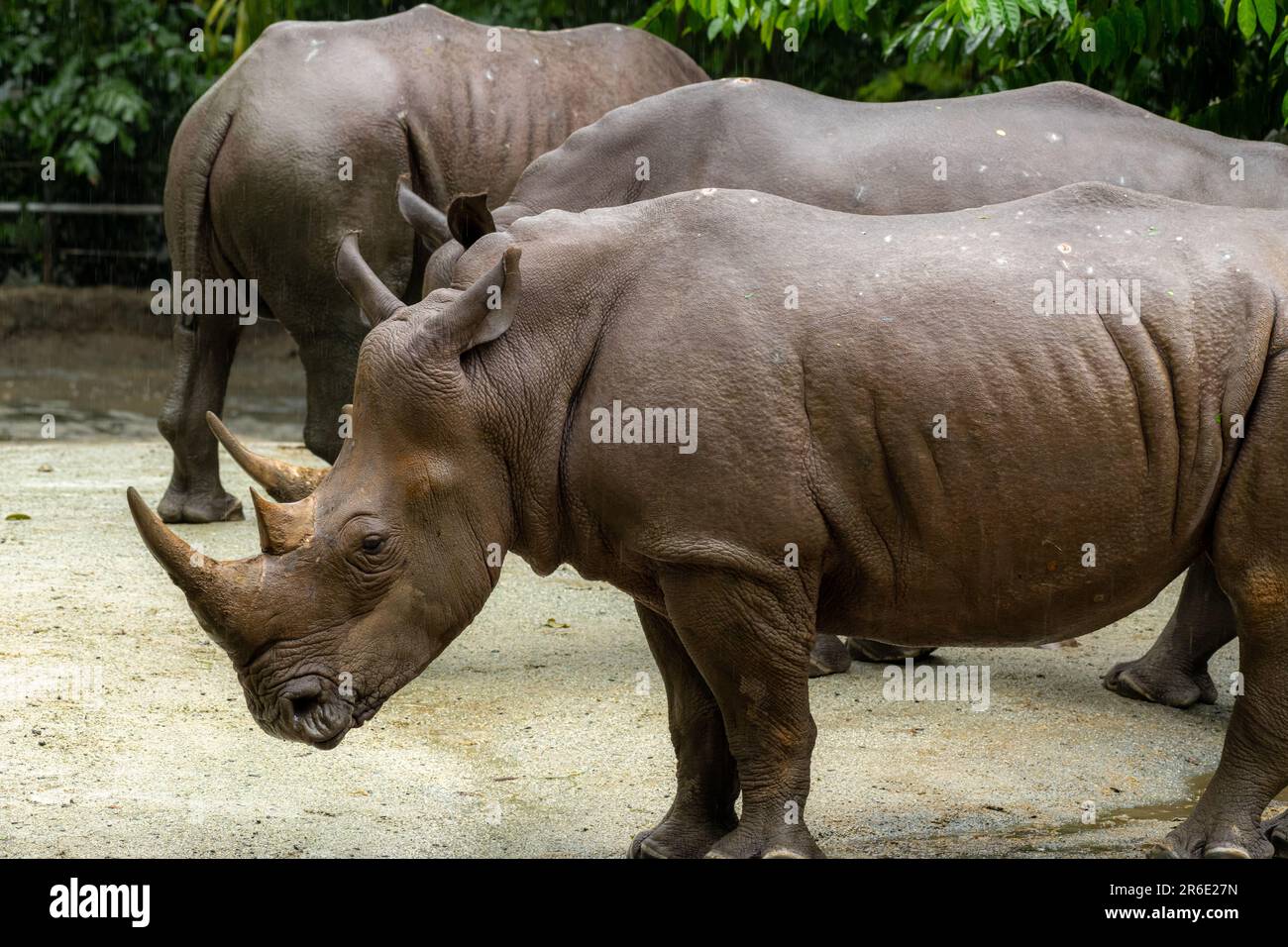 Ein weißes Nashorn, Nashörner grasen auf einem offenen Feld in Südafrika, natürlicher Hintergrund Stockfoto