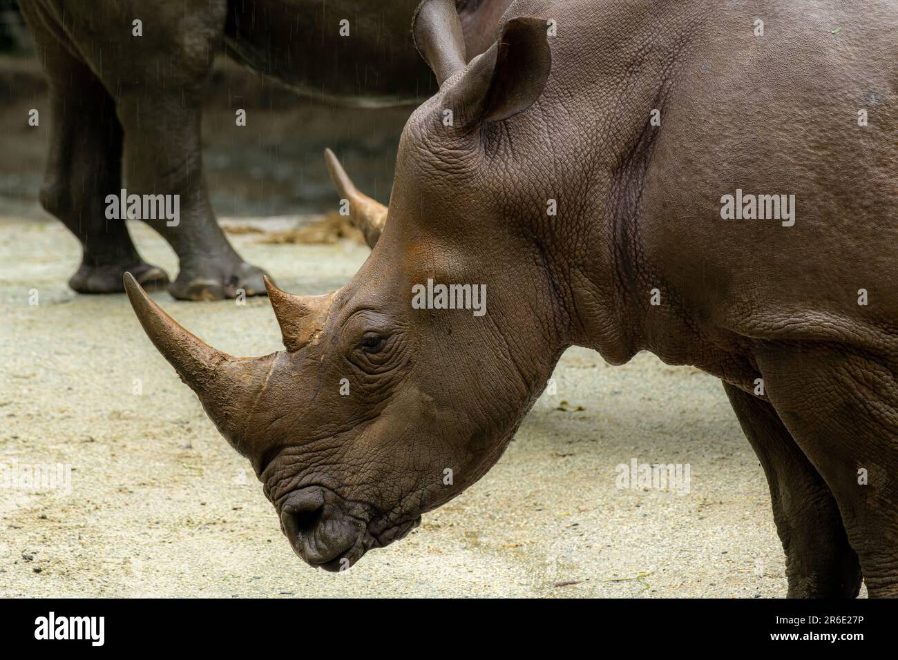 Weißes Nashorn oder Nashörner mit eckigen Lippen, Ceratotherium simum. Großer Mann, Nahporträt Stockfoto