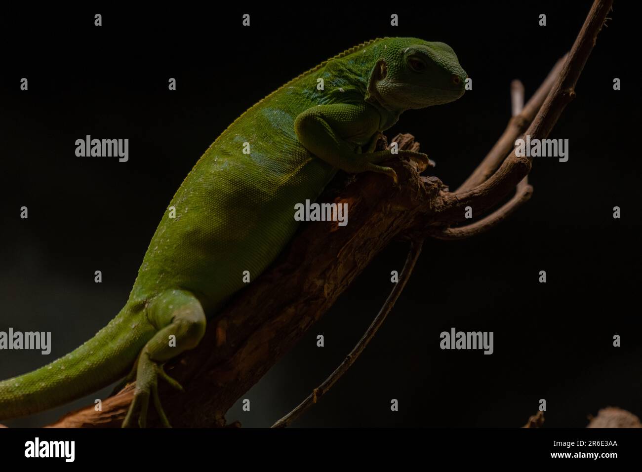 Das Nahbild des Fidschi-Banderiguan (Brachylophus fasciatus), einer Arborealart der Eidechse, die auf einigen der südöstlichen Fidschi-Inseln endemisch ist. Stockfoto