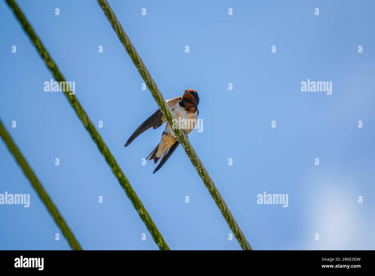 Scheunen-Schwalbe auf Draht unter blauem Himmel. Ein Drahtschwalbe, hoch oben auf einem Seil. Vogelsitzen und Ausruhen am sonnigen Sommertag Stockfoto