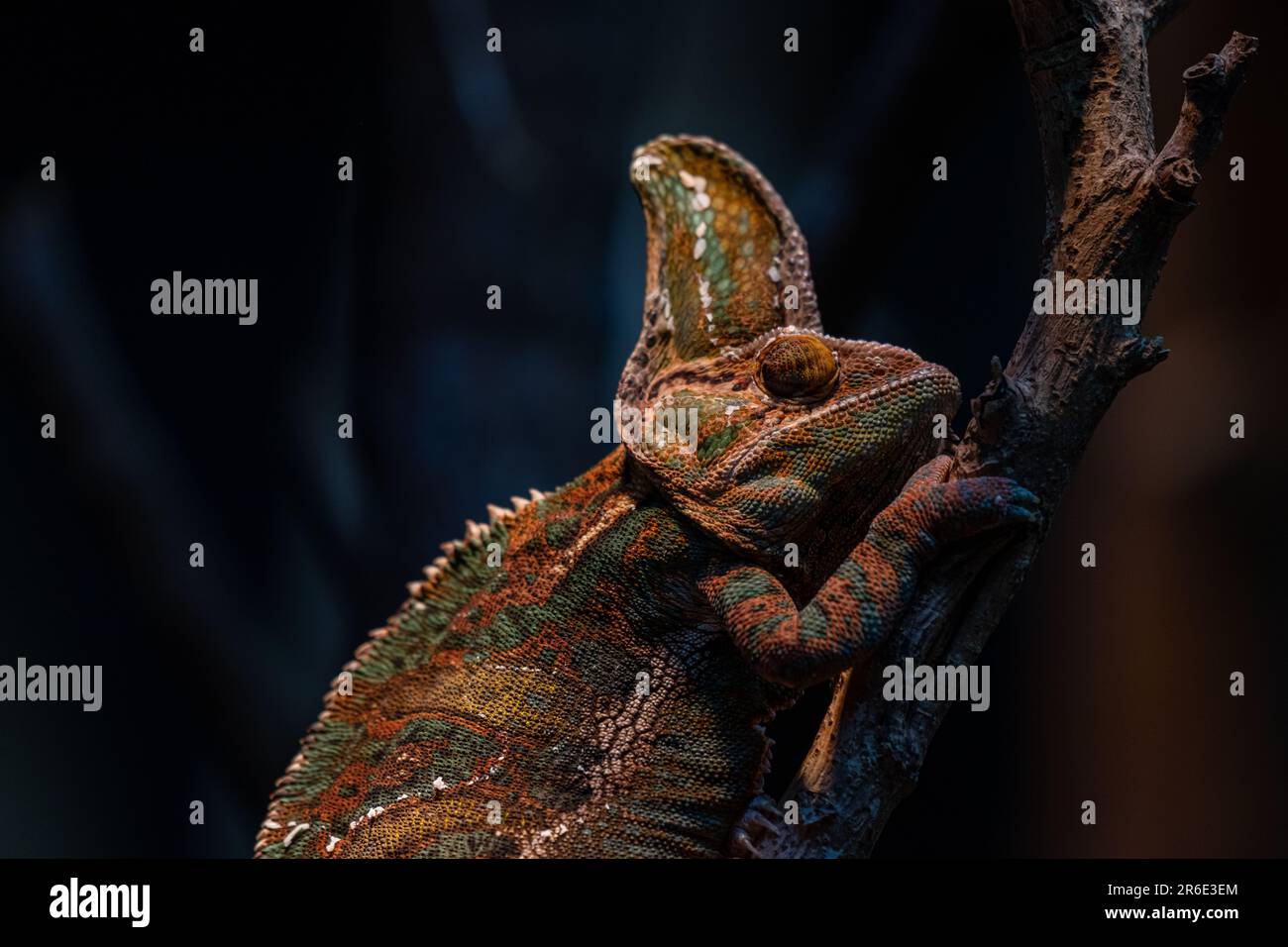 Chameleon Furcifer pardalis Ambolobe 2 Jahre alt, Madagaskar endemisches Panther Chamäleon im wütenden Zustand, reines Ambilobe-Hintergrundbild Stockfoto