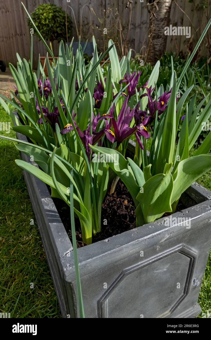 Nahaufnahme von Zwergiris „George“ reticulata violette Blüten, die in einem Behältertrog mit gemischten Zwiebeln im Frühjahr England Großbritannien wachsen Stockfoto