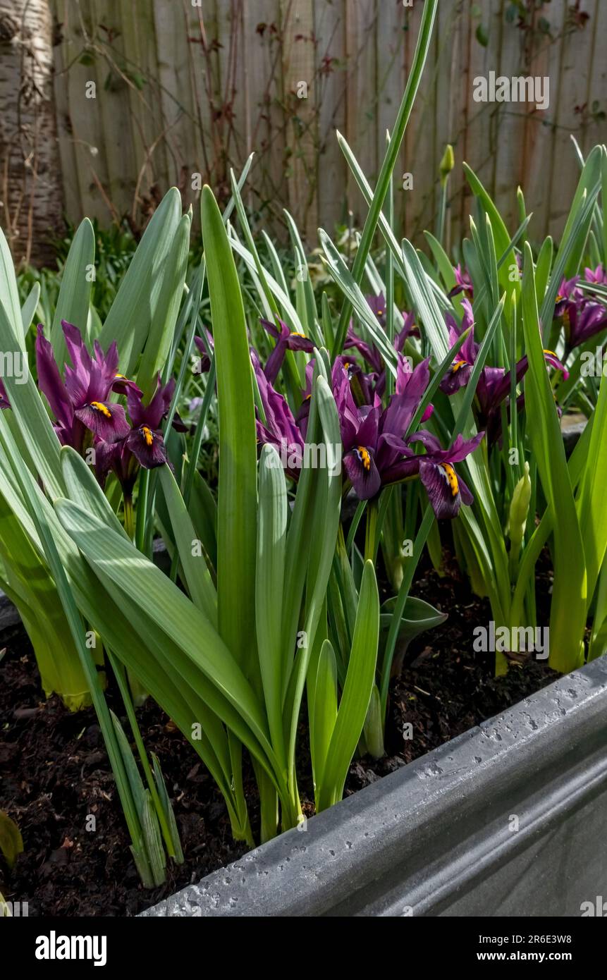 Nahaufnahme von Zwergiris „George“ reticulata violette Blüten, die in einem Behältertrog mit gemischten Zwiebeln im Frühjahr England Großbritannien wachsen Stockfoto