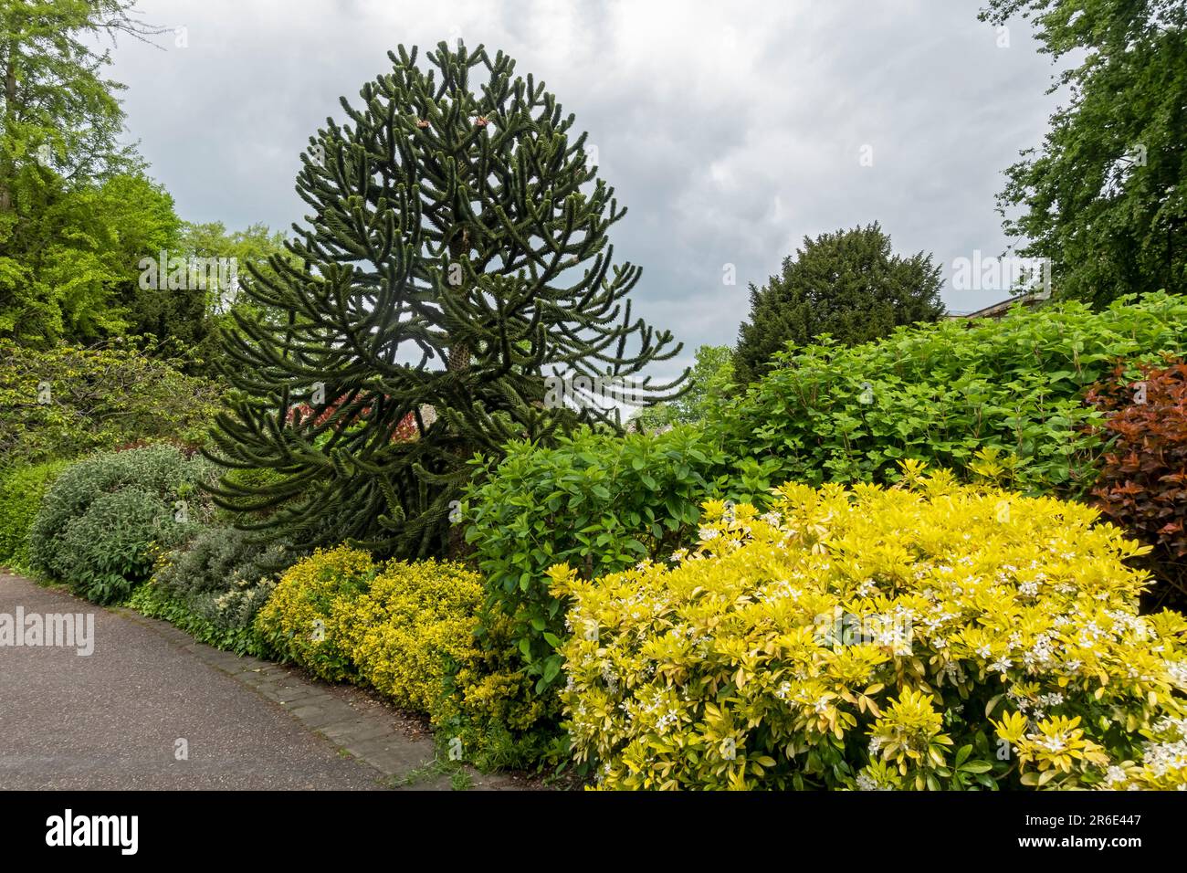 Junger Affenpuzzle Baum Araucaria araucana wächst in einem öffentlichen Park Gärten im Sommer York North Yorkshire England Vereinigtes Königreich GB Großbritannien Stockfoto