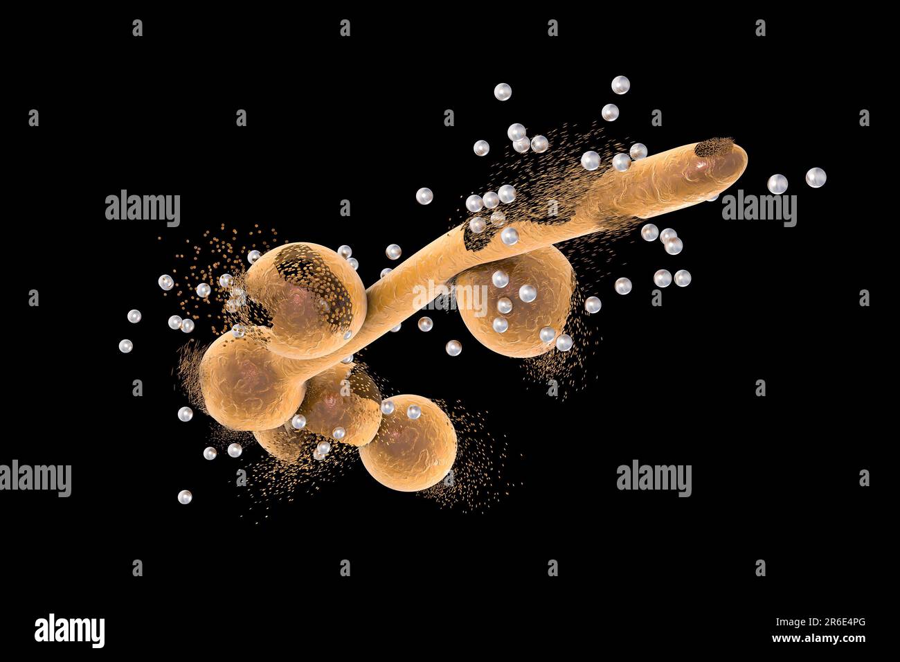 Albicans pilzorganismen -Fotos und -Bildmaterial in hoher Auflösung – Alamy