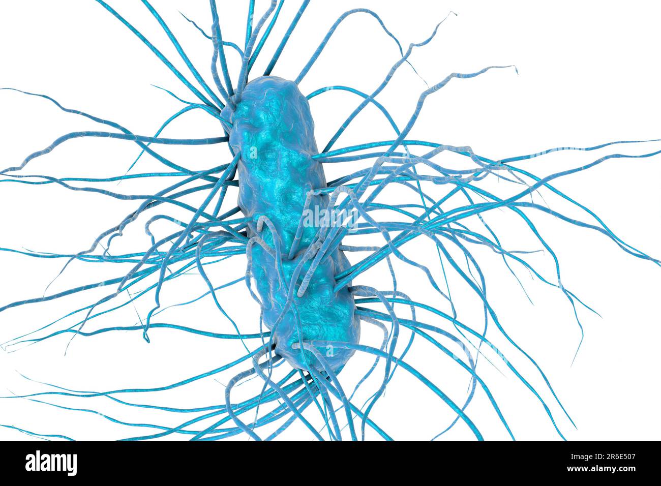 Escherichia coli Bakterium, Computerdarstellung. E. coli ist ein gramnegatives, motiles Bakterium mit peritrichen Flagellen, die im Darm leben Stockfoto