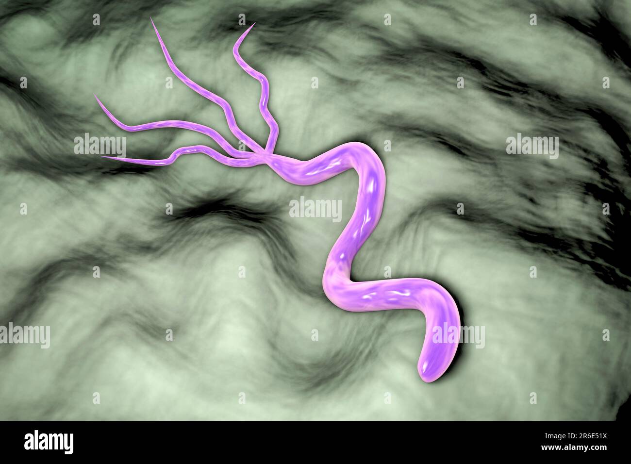 Helicobacter pylori-Bakterium, Computerdarstellung. H. pylori ist ein gramnegatives, motiles Bakterium, das mit der Bildung von Magen und assoziiert ist Stockfoto