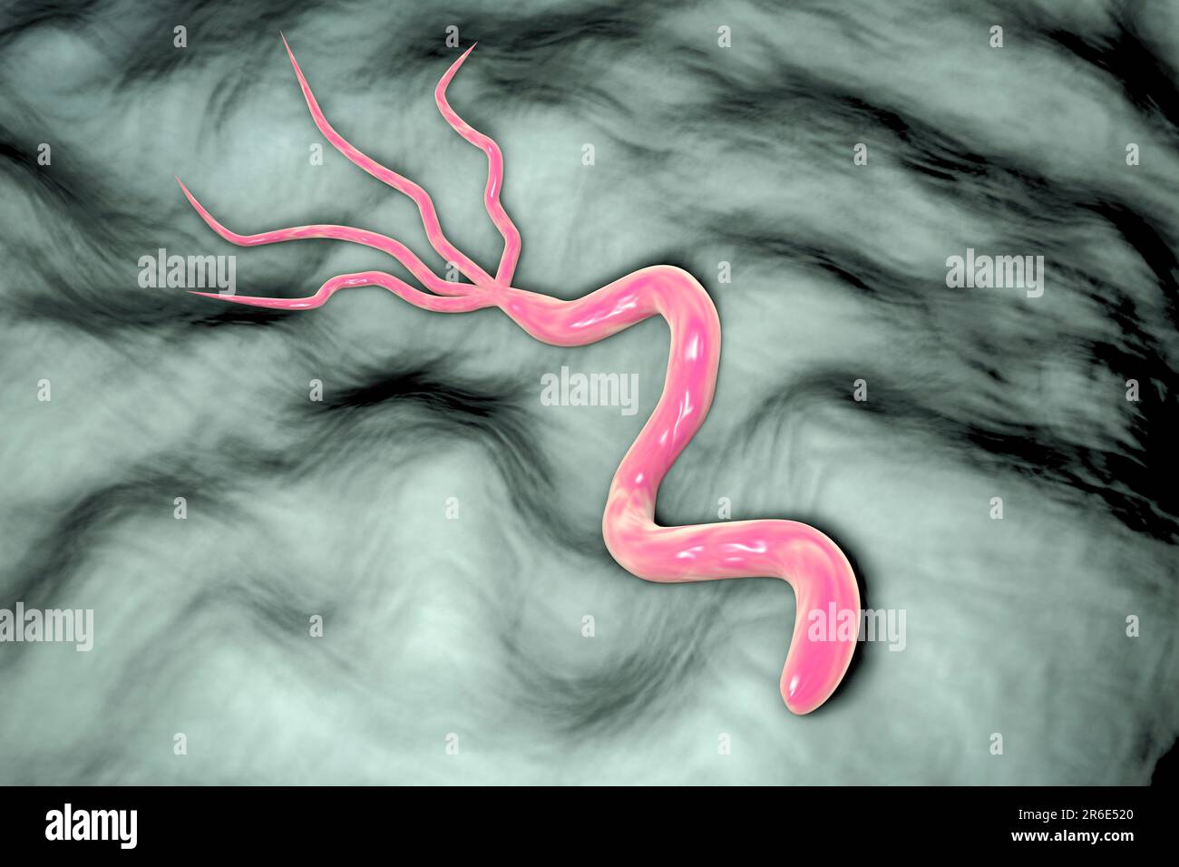 Helicobacter pylori-Bakterium, Computerdarstellung. H. pylori ist ein gramnegatives, motiles Bakterium, das mit der Bildung von Magen und assoziiert ist Stockfoto