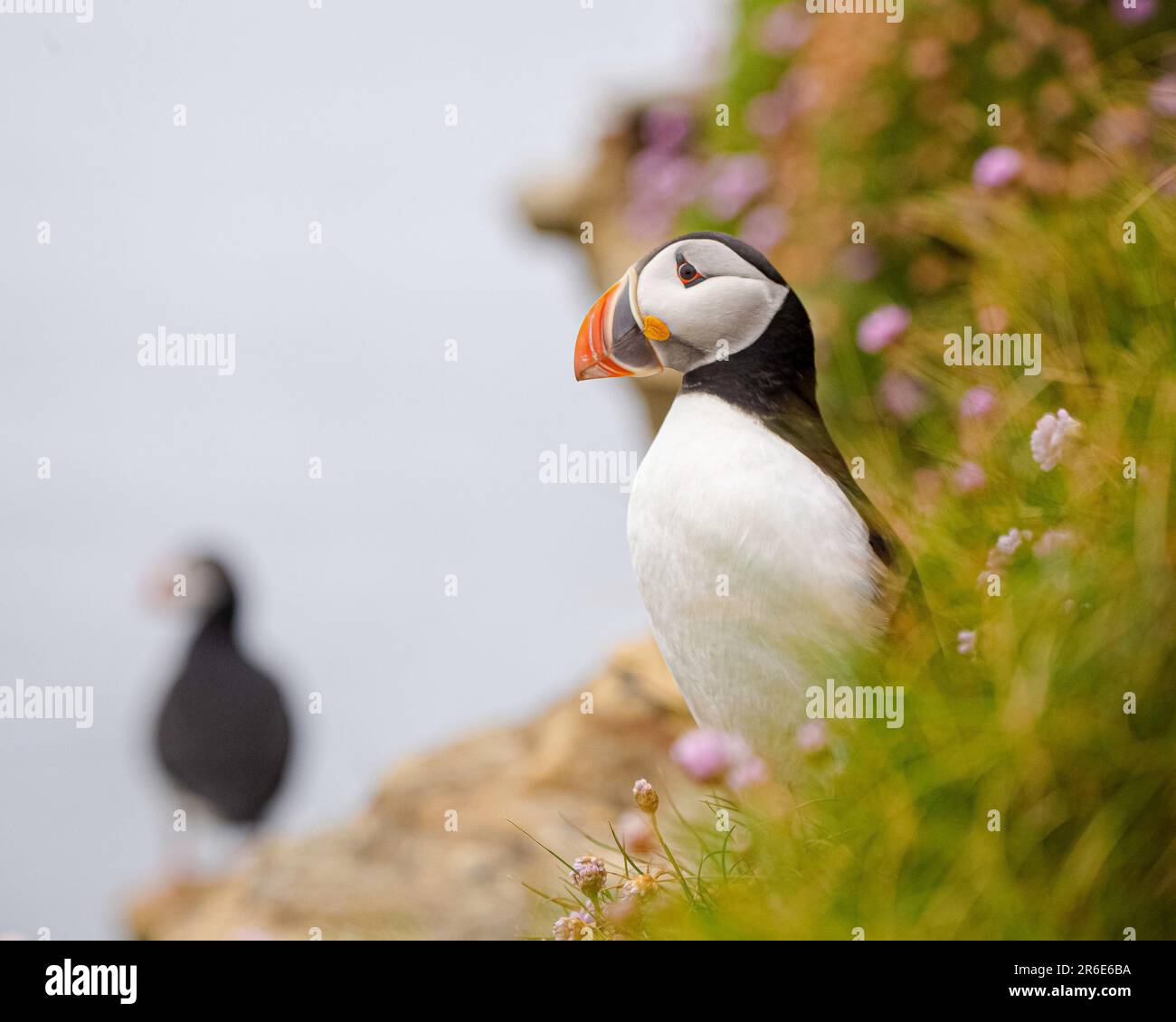EIN markanter Papageientaucher am DUNNET HEAD LIGHTHOUSE an den Klippen, SCHOTTLAND-BILDER zeigen die komischen Ausdrücke bunter Papageientaucher in Großbritannien am 4. 20. Juni Stockfoto