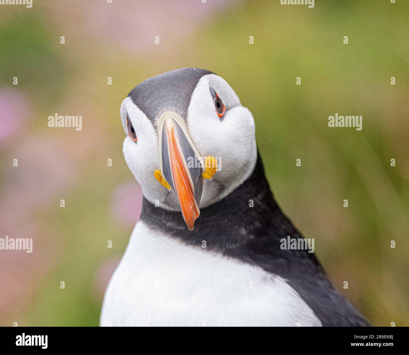 ALS perfekte Aufnahme des LEUCHTTURMS DUNNET HEAD zeigen SCHOTTISCHE BILDER die komischen Ausdrucksformen bunter Papageientaucher in Großbritannien am 4. 2023. Juni Stockfoto