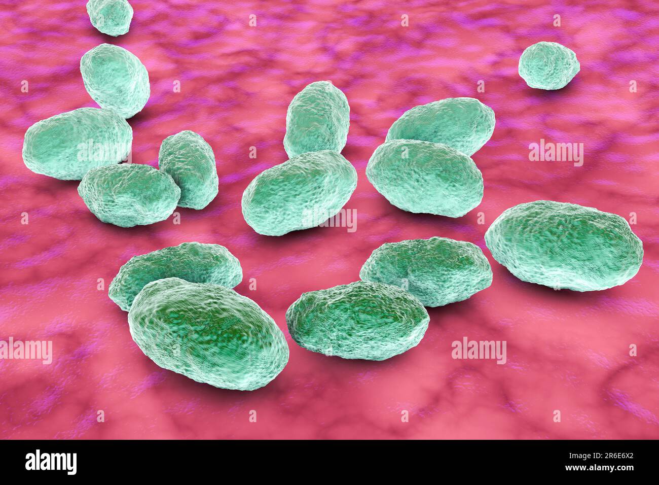 Computerdarstellung von Haemophilus influenzae, Coccobacillus prokaryote (oft mit Kokoid- und Bacilliformen); verursacht Meningitis bei Kindern Stockfoto
