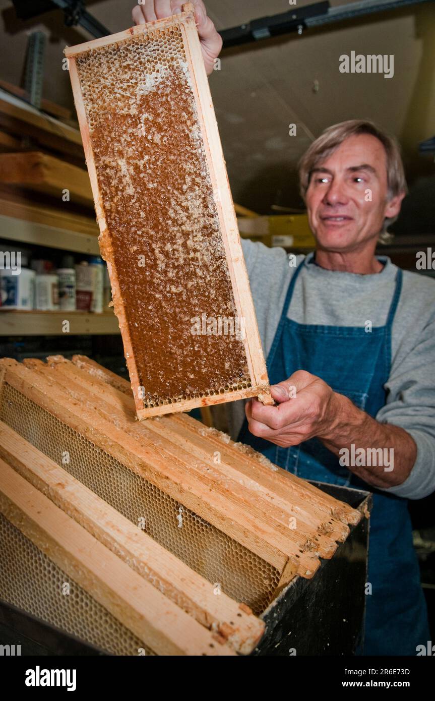 Ein Mead-Maker inspiziert und voller Honig auf dem Kamm. Stockfoto