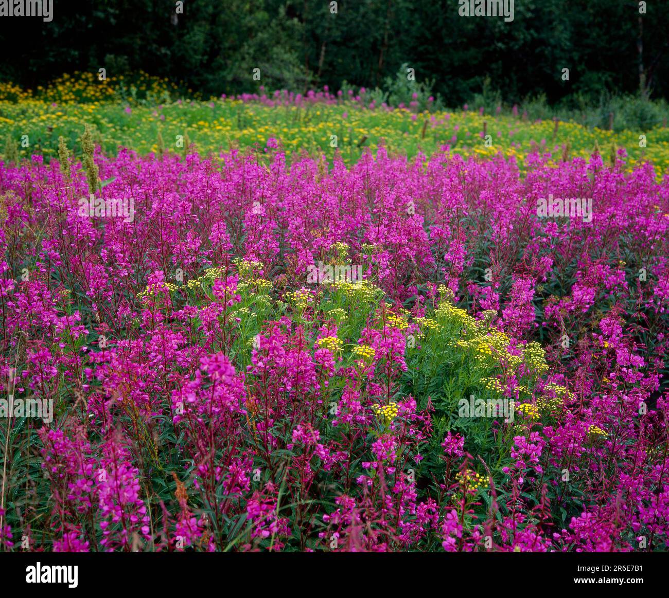 Blühende sally (Epilobium angustifolium) ganzjähriges Feuerweed, Waldweidekraut, Waldbrandkraut Stockfoto Blühende sally (Epilobium angustifolium) ganzjähriges Feuerweed, Waldweidekraut, Waldbrandkraut Stockfoto