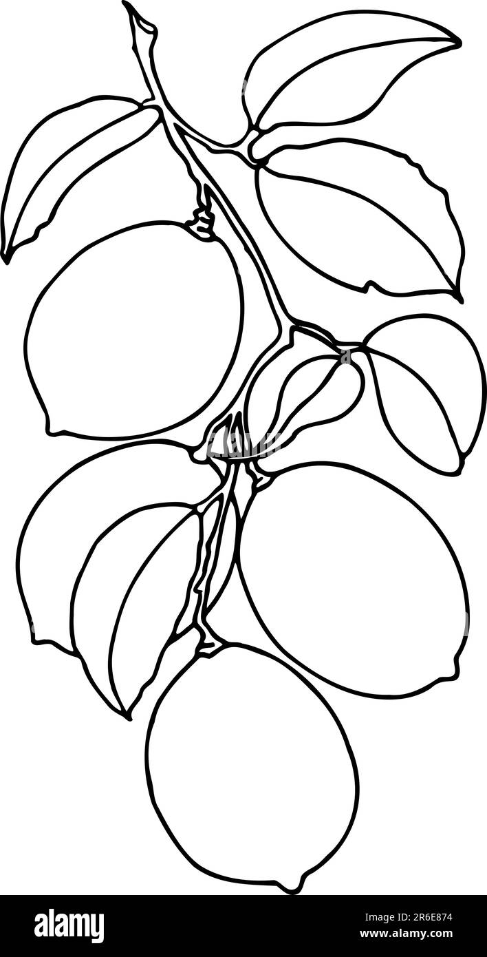 Konturzeichnung von Zitronen auf einem Ast mit Blättern. JPEG handgezeichnete botanische Illustration für Aufkleber, Abdrücke auf Kleidung, Stickereien, Muster. Stockfoto