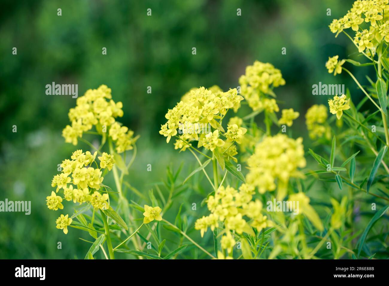 Euphorbia virgata, gemeinhin bekannt als Blattspriger, Wolfsmilchpfeffer oder Wolfsmilch, ist eine in Europa und Asien und in Stockfoto