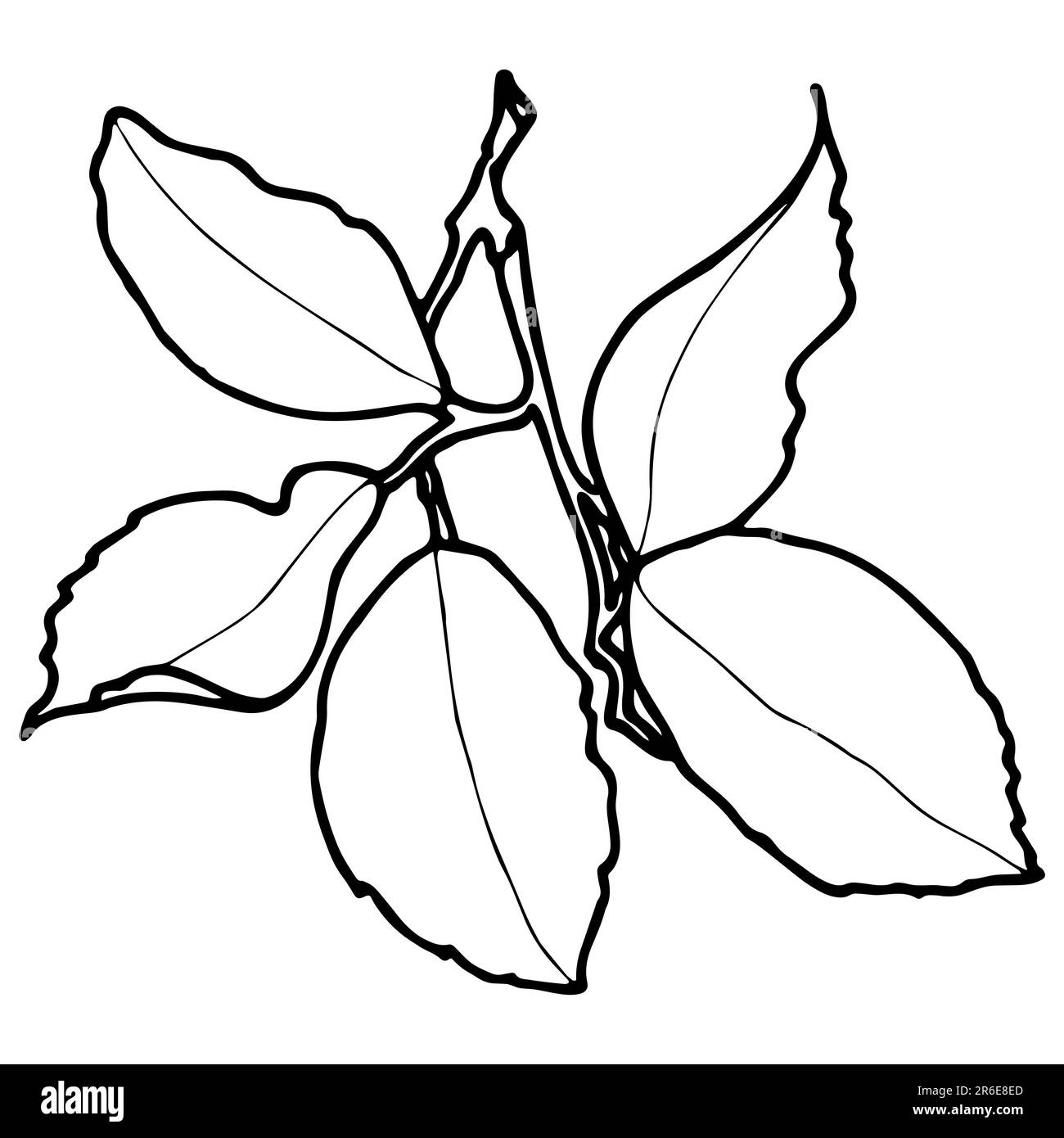 Konturzeichnung von Zitronenblättern auf einem Ast. JPEG handgezeichnete botanische Illustration. Stockfoto