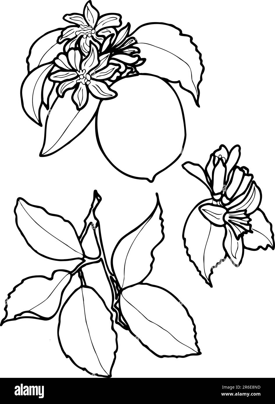 Zitrone mit Blättern und Blüten. Konturenset. JPEG handgezeichnete botanische Illustration für Aufkleber, Abdrücke auf Kleidung, Stickereien, Muster. Stockfoto