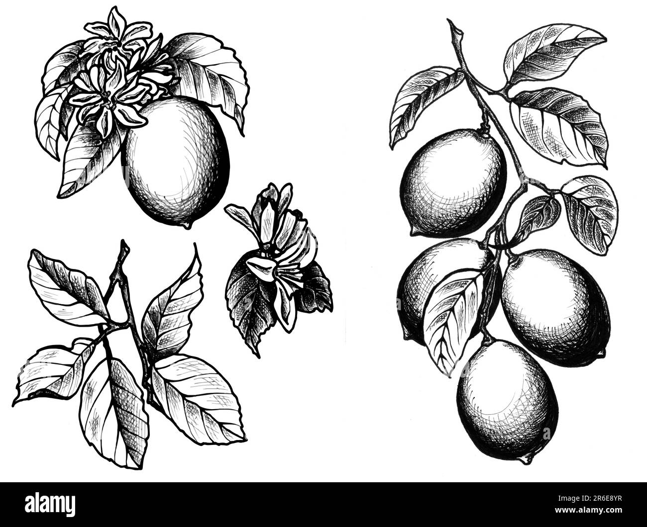 Grafikzeichnungen von Zitrone mit Blättern und Blumen. JPEG handgezeichnete botanische Illustration für Aufkleber, Abdrücke auf Kleidung, Stickerei. Stockfoto