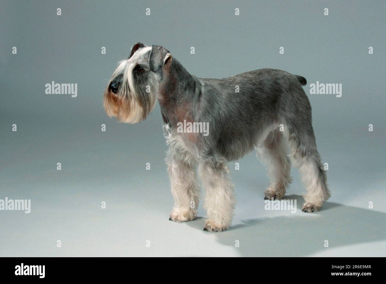 Miniatur-Schnauzer, Pfeffer-und-Salz-Schwanz angedockt Stockfoto