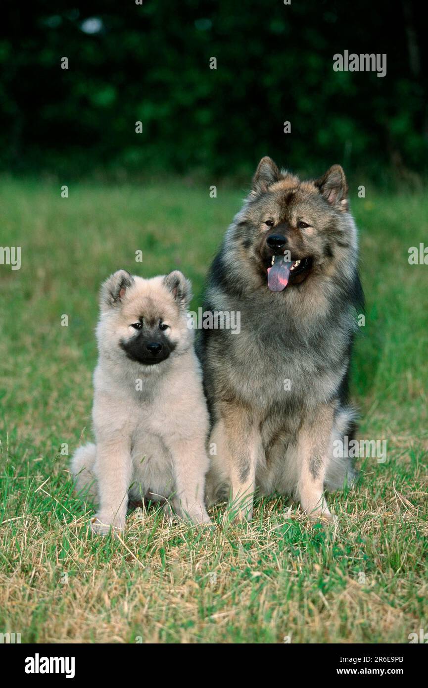 Eurasier mit Welpe, 14 Wochen Stockfoto