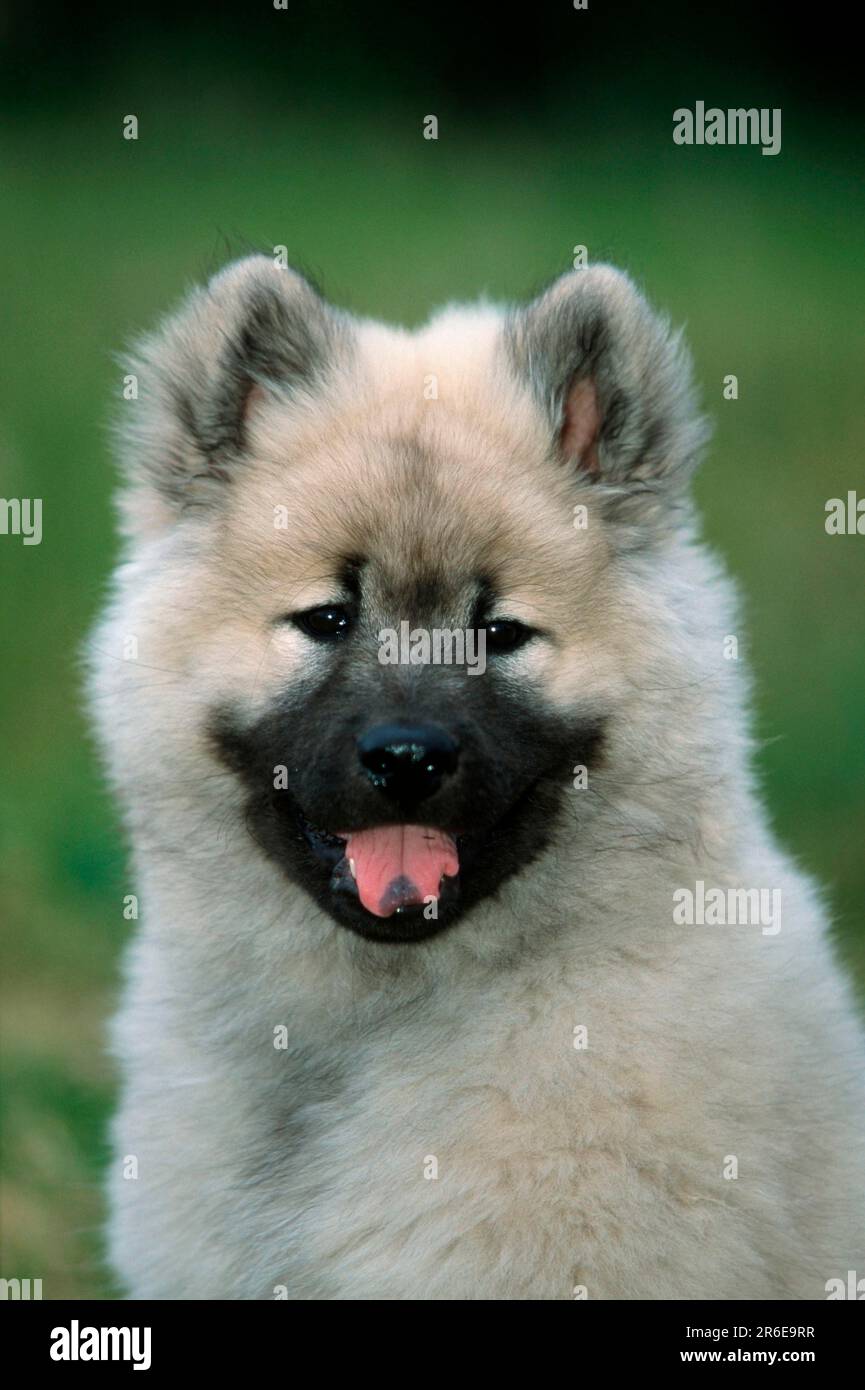 Eurasier, Welpe, 14 Wochen Stockfoto