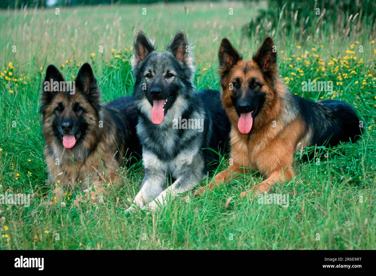 Alte Deutsche Schäferhunde, Deutsche Schäferhunde Stockfoto