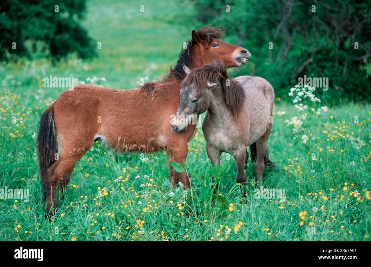 Isländische ponys -Fotos und -Bildmaterial in hoher Auflösung - Seite 2 ...
