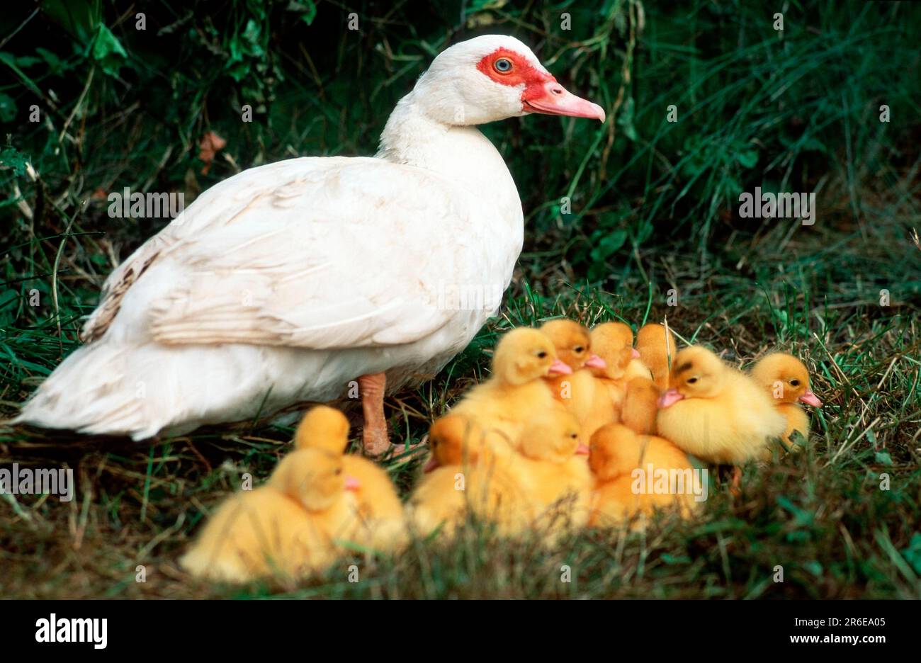 moschusenten, weibliche Tiere mit Küken, Hausenten Stockfoto