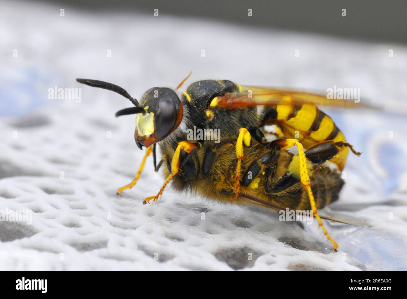 Europäischer Bienenwolf (APIs) (Philanthus triangulum) mit gefangener Honigbiene, Europäischer Bienenwolf Stockfoto