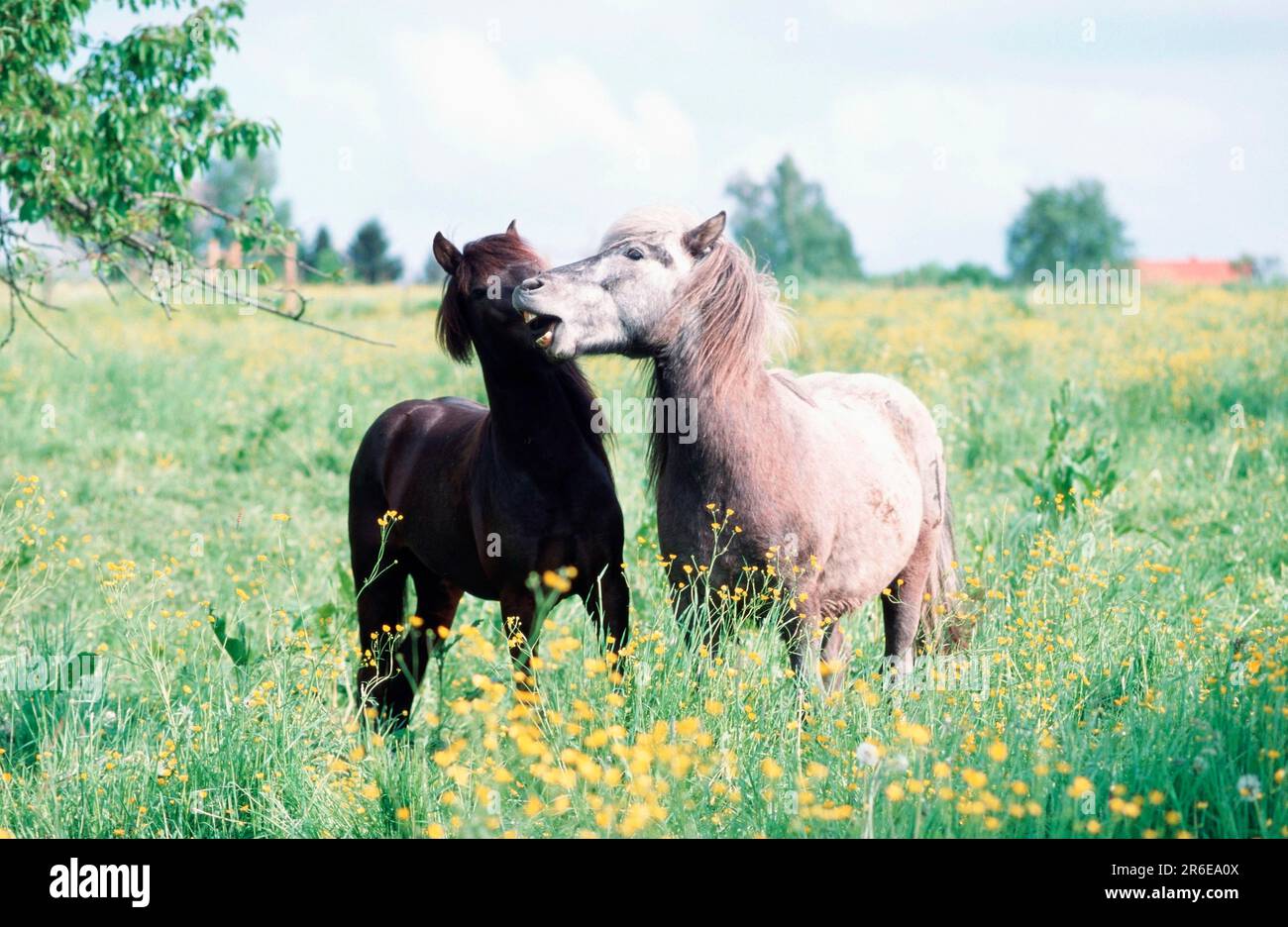 Isländische ponys -Fotos und -Bildmaterial in hoher Auflösung - Seite 2 ...