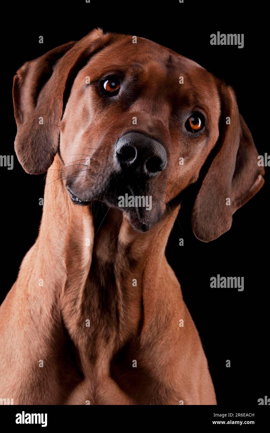 Rhodesian Ridgeback, auch bekannt als afrikanischer Löwenhund Stockfoto