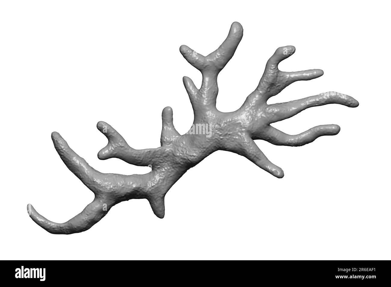 Balamuthia mandrillaris Amöben, computer Abbildung. Dies ist der reproduktiven Phase des Organismus, trophozoite bilden. B. mandrillaris, eine kostenlose-l Stockfoto