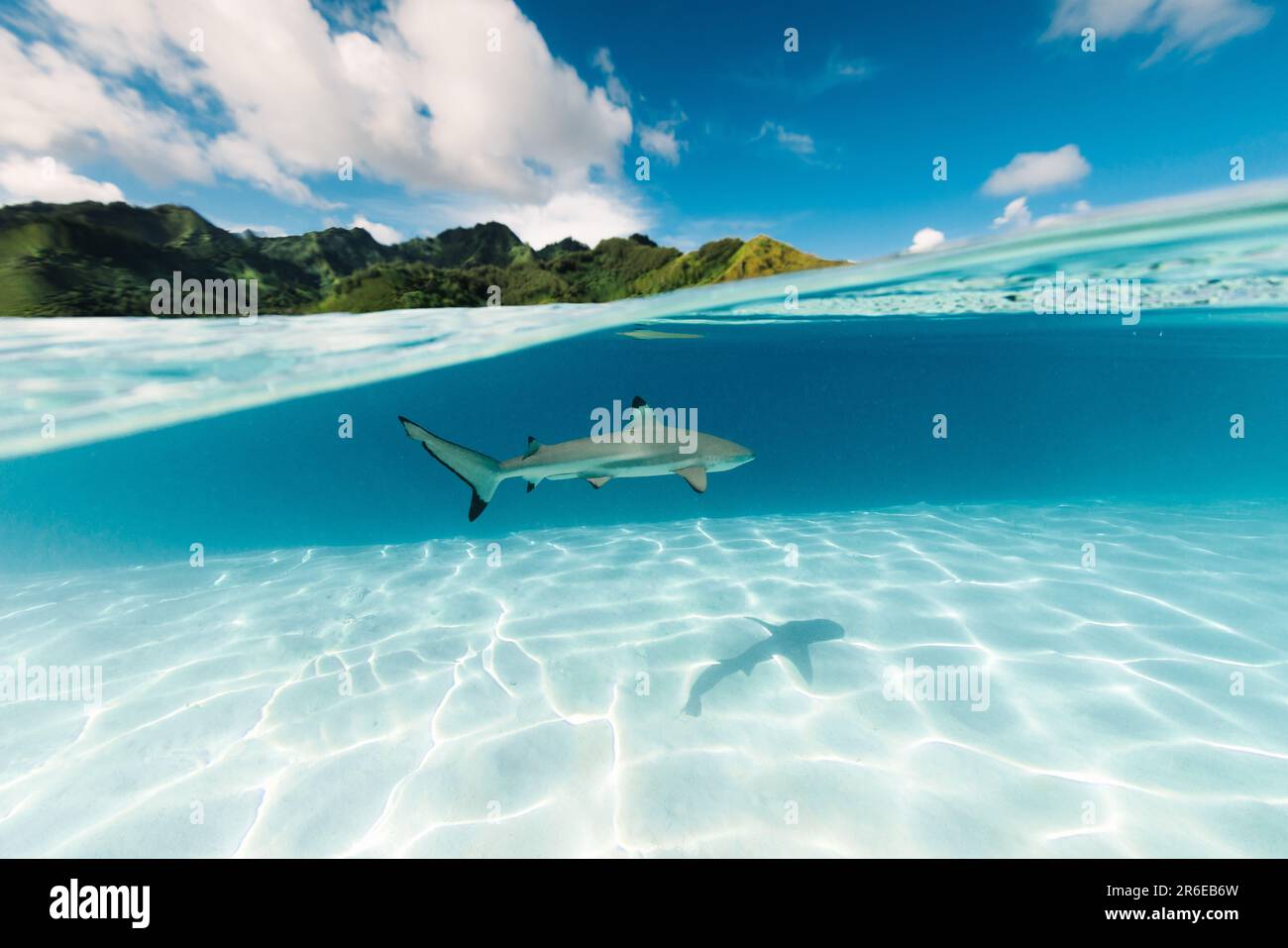 Haifischschwimmen auf einer Sandbank im Pazifik Stockfoto