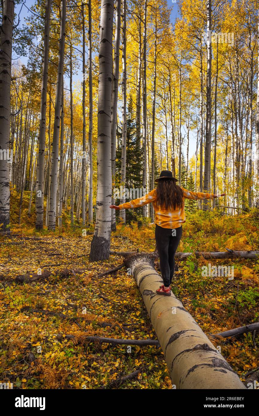 Woman Balancing auf Fallen Aspen im Herbst bei Crested Butte, Colorado Stockfoto