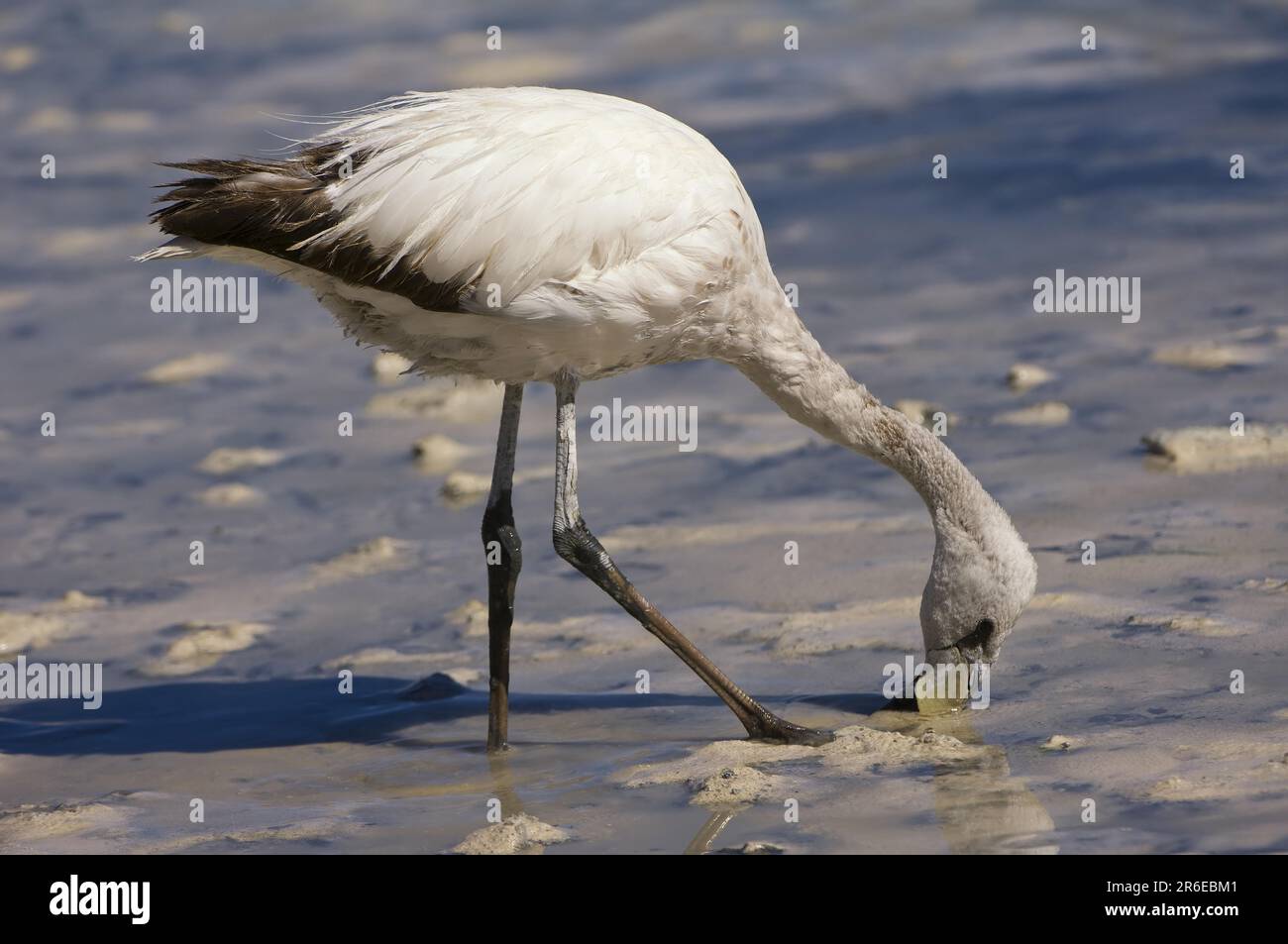 James's Flamingo (Phoenicoparrus jamesi), Jungvogel, Laguna Hedionda, Potosi, Bolivien Stockfoto