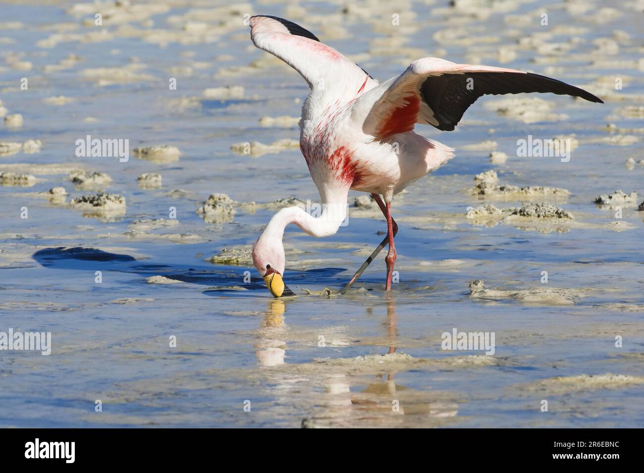 James' james's Flamingo (Phoenicoparrus jamesi), Laguna Hedionda, Potosi, Bolivien Stockfoto
