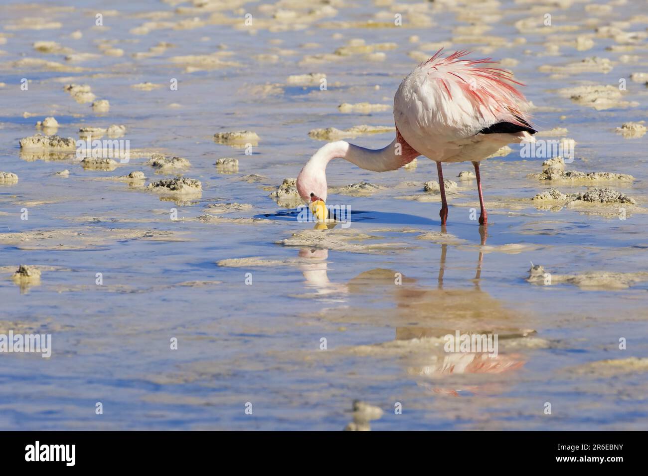 James' james's Flamingo (Phoenicoparrus jamesi), Laguna Hedionda, Potosi, Bolivien Stockfoto