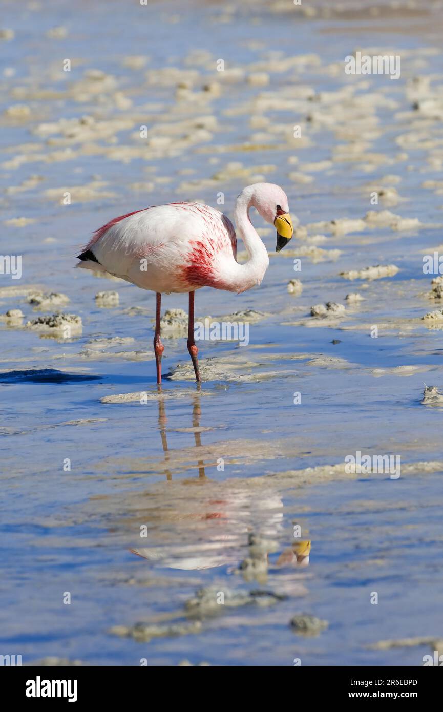 James' james's Flamingo (Phoenicoparrus jamesi), Laguna Hedionda, Potosi, Bolivien Stockfoto