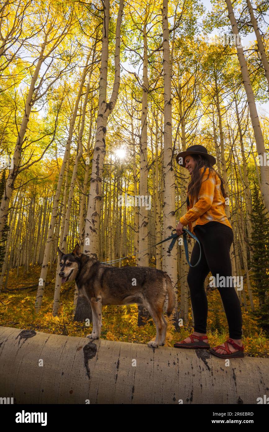 Woman and Dog Walking on Falled Aspen während Colorado Herbstfarben Stockfoto