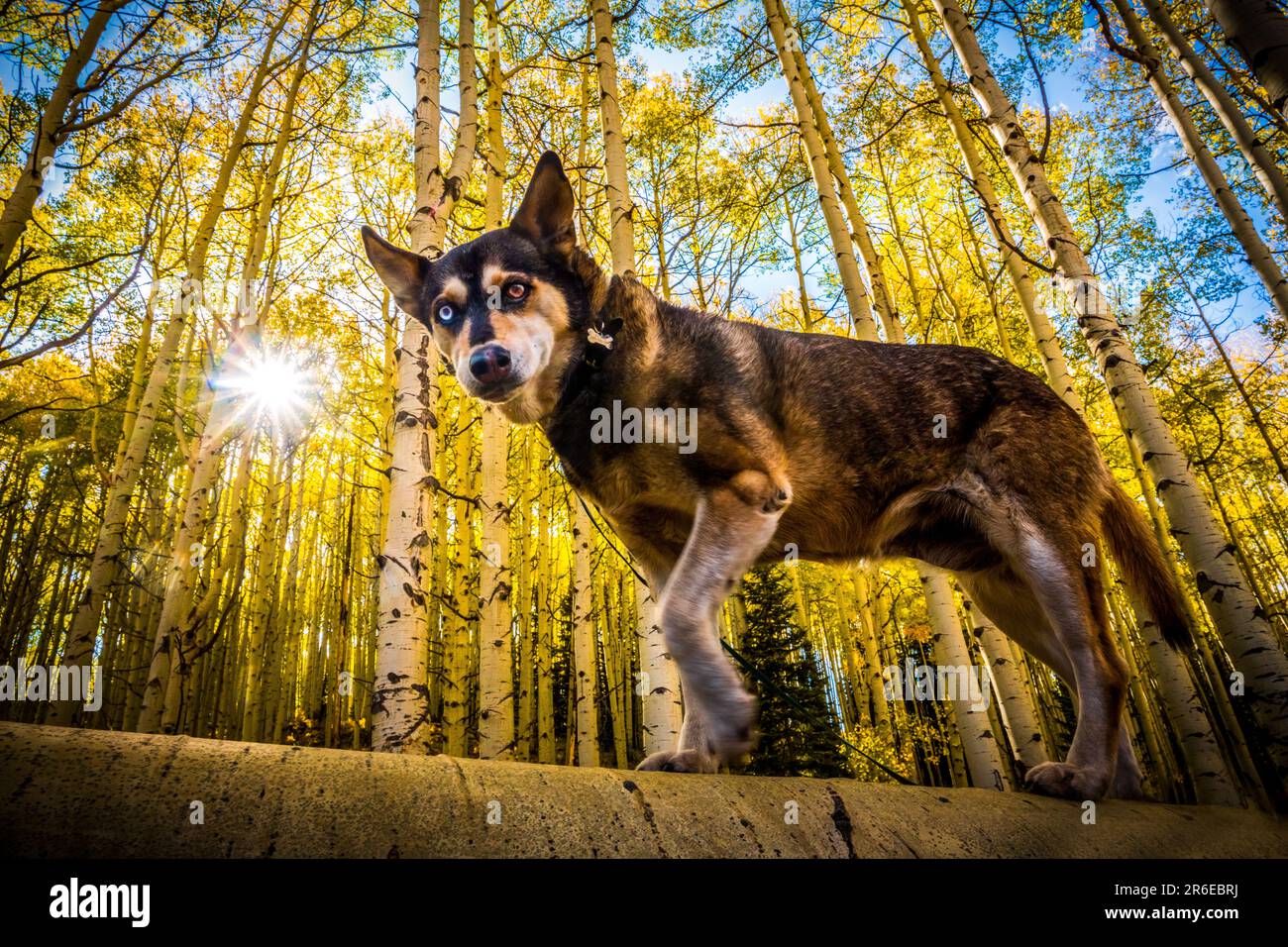 Hund in einem Aspen Forest in den Bergen von Colorado im Herbst Stockfoto