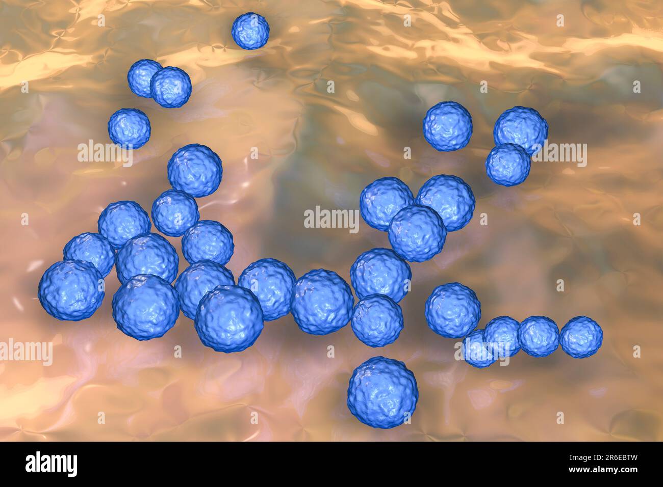 Enterococcus faecalis. Computerdarstellung von Enterococcus faecalis-Bakterien (früher bekannt als Streptococcus faecalis). E. faecalis existiert als PAR Stockfoto