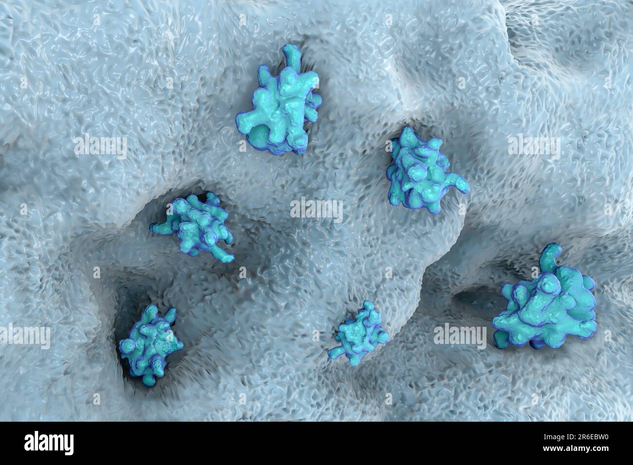 Parasitäre Amöben (Entamoeba histolytica) verursachen Amöbenruhr und Geschwüre (vegetatives Trophozoitstadium), Computerdarstellung. Amöbenruhr schon Stockfoto