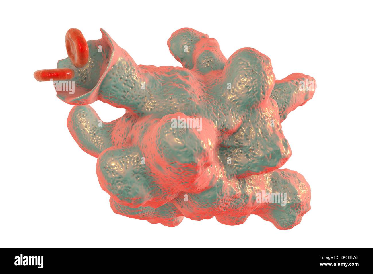 Parasitäre Amöben (Entamoeba histolytica) verursachen Amöbenruhr und Geschwüre (vegetatives Trophozoitstadium), Computerdarstellung. Amöbenruhr schon Stockfoto