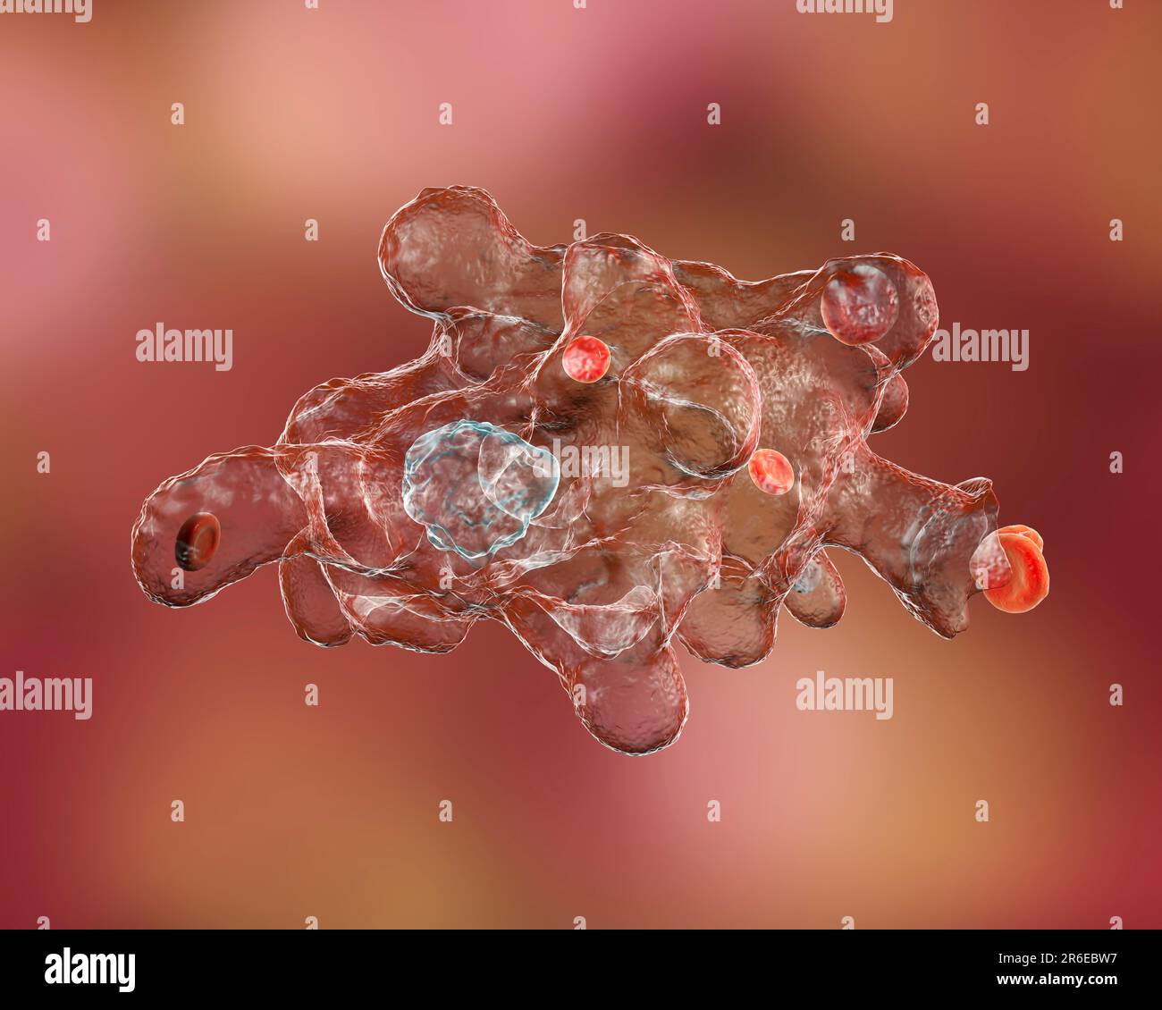 Parasitäre Amöben (Entamoeba histolytica) verursachen Amöbenruhr und Geschwüre (vegetatives Trophozoitstadium), Computerdarstellung. Amöbenruhr schon Stockfoto